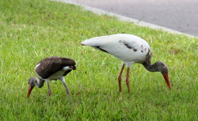 [Two ibises pick at something in the grass. The one on the right appears nearly twice as larger as the one on the left. The one on the left has almost no white plumage while the one on the has mostly white plumage. Both birds have light brown feathers on their necks.]